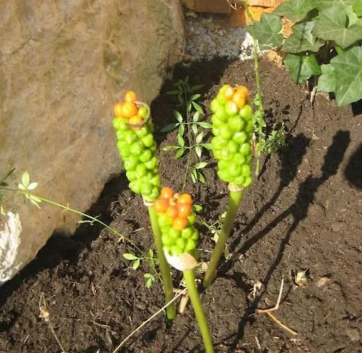 Alte Muehle Mit Wunderbarem Bergblick